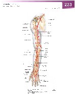 Sobotta Atlas of Human Anatomy  Head,Neck,Upper Limb Volume1 2006, page 230